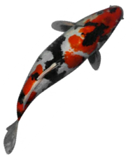 Miami Koi