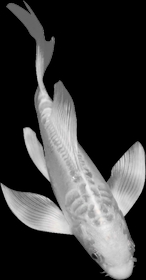 Butterfly Koi for Sale