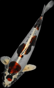 Koi Fish